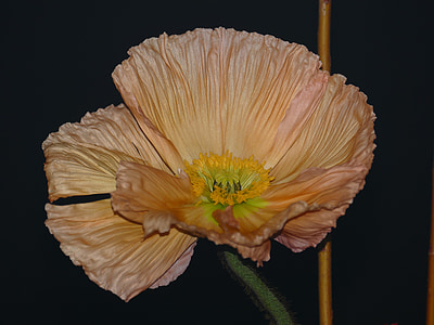 brown and yellow flower in shallow focus photography thumbnail