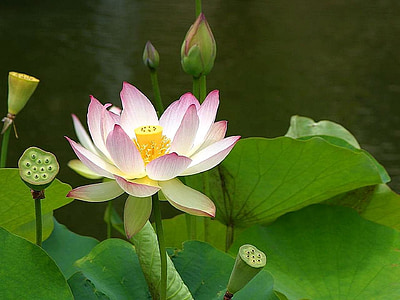white and pink flowers on body of water thumbnail