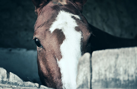 white and brown horse thumbnail