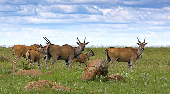 herb of deer on field of grass thumbnail