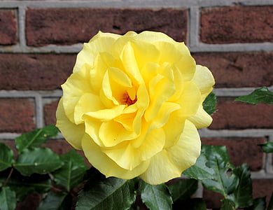 selective focus photography of yellow rose flower thumbnail