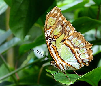 freyer's fritillary butterfly perch on flower thumbnail