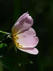 closeup photo of pink and yellow petaled flower thumbnail