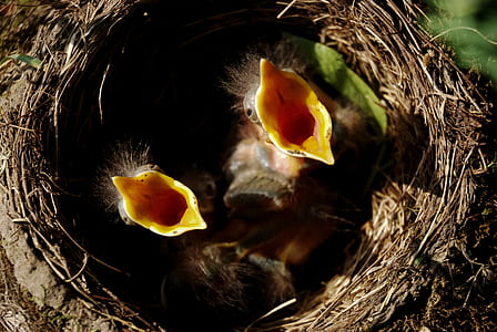 photo of bird nest with birds thumbnail