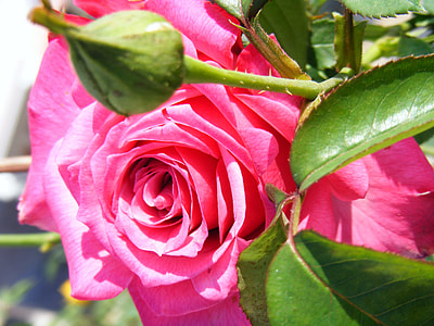 pink rose flower close-up photo at daytime thumbnail