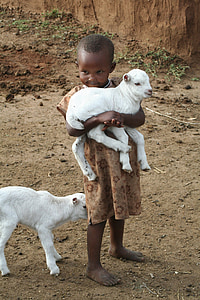 toddler carrying white goat kid thumbnail