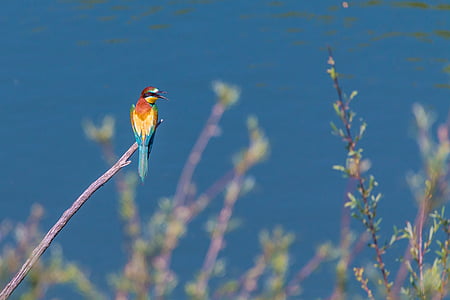blue, yellow, and red bird standing on brown branch thumbnail