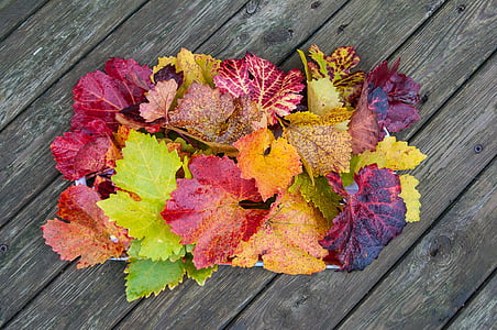 assorted-color maple leaves thumbnail