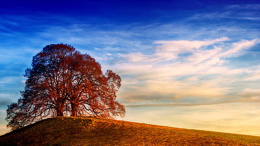 photography of brown tree thumbnail