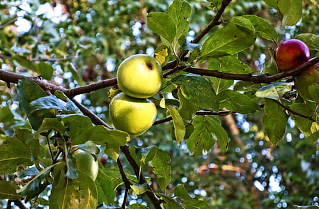 close-up photo of round green and red fruits during daytime thumbnail