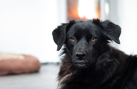 long-coated black dog thumbnail