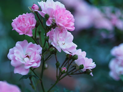 focus photo of pink petaled flowers at noontime thumbnail