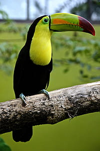green and black bird perching on the tree branch thumbnail