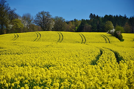 yellow petaled flowers field beside trees under blue sky thumbnail