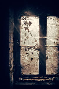window, glass, leaf, plant thumbnail