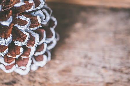 Selective Focus Photography of Brown and White Decor thumbnail