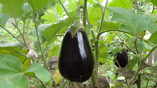 selective focus photography of eggplant thumbnail