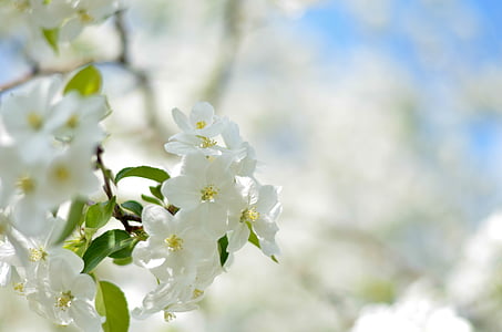 selective focus photography of white petaled flower thumbnail