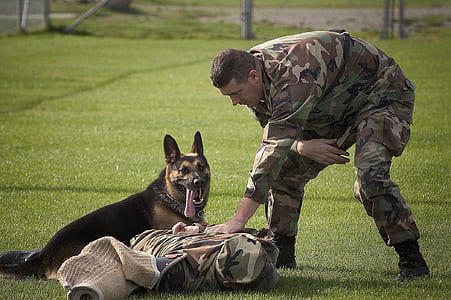 adult German shepherd lying on grass field beside man standing near clothes on ground thumbnail