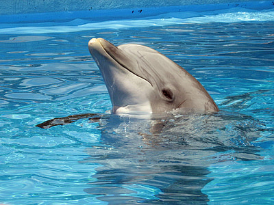dolphin on body of water at daytime thumbnail