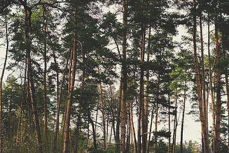 Brown-and-green Treess Timelapse Photo thumbnail