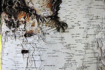 birch tree, trunk, bark, birch, tree, wood thumbnail