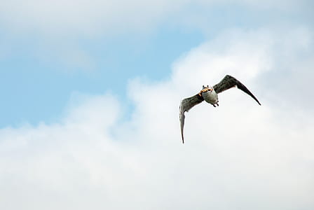 bird flying in the sky thumbnail