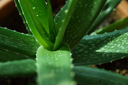 selective focus photography of aloe vera plant thumbnail
