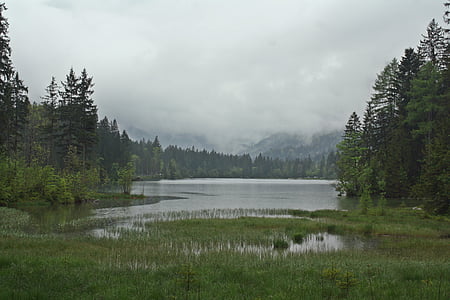 river between green pine trees thumbnail