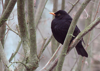 black bird on tree branch thumbnail