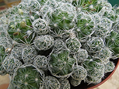 a succulent plant with a thick, fleshy stem that typically bears spines, lacks leaves, and has brilliantly colored flowers. Cacti are native to arid regions of the New World and are cultivated elsewhere, especially as houseplants. thumbnail
