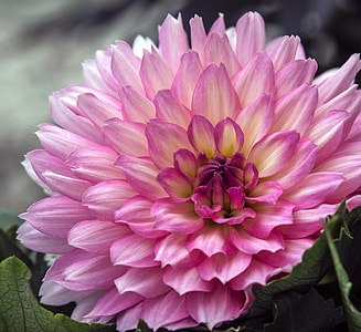pink flower illustraion thumbnail