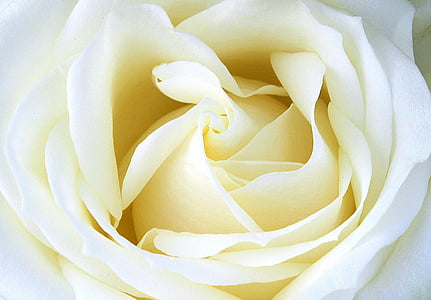 close-up photography of white rose thumbnail