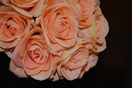 pink roses thumbnail