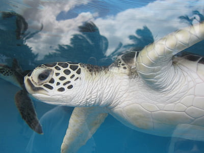 closeup photo of black and white turtle thumbnail