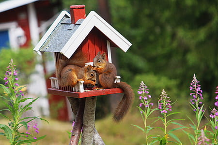 two squirrel perching on cage thumbnail