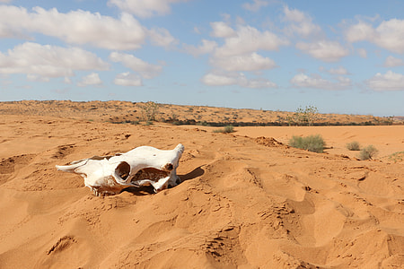 white animal skull on desert thumbnail