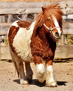 white and brown horse thumbnail