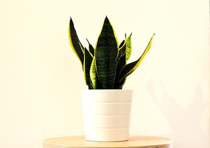 golden snake plant placed in white pot thumbnail