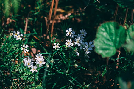 Selective Focus Photography of White Petaled Flowers thumbnail