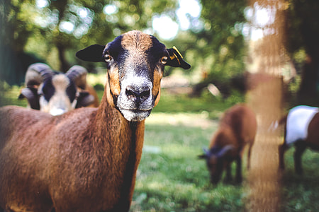 Goat Portrait? thumbnail