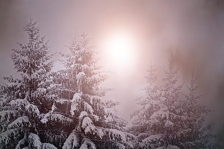 pine trees covered of snow thumbnail