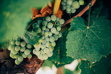 closeup photo of bunch green grapes thumbnail