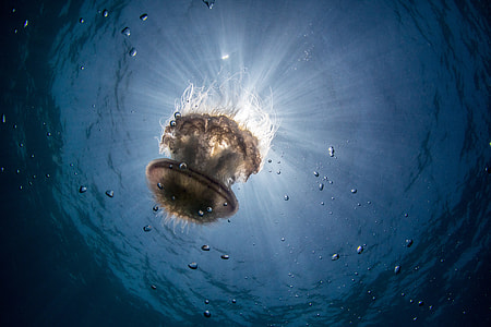 underwater photography of brown jellyfish thumbnail