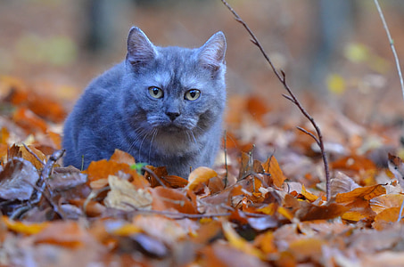 grey cat on withered leaves thumbnail