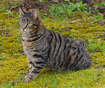 brown tabby cat on green grass field thumbnail