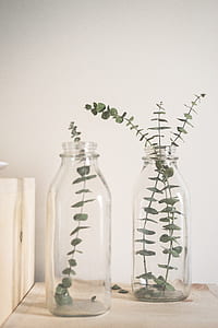 two green plant with glass bottles thumbnail