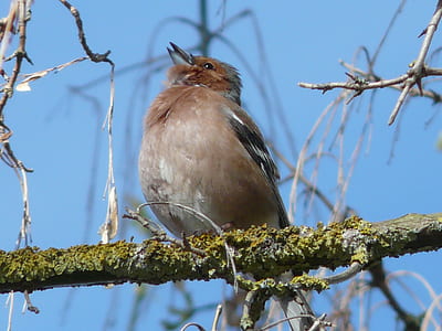 brown robin bird thumbnail