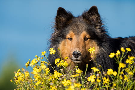 black and tan shetland sheepdog thumbnail