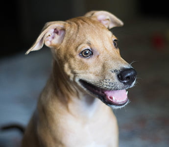 selective focus photography of short-coated brown dog thumbnail
